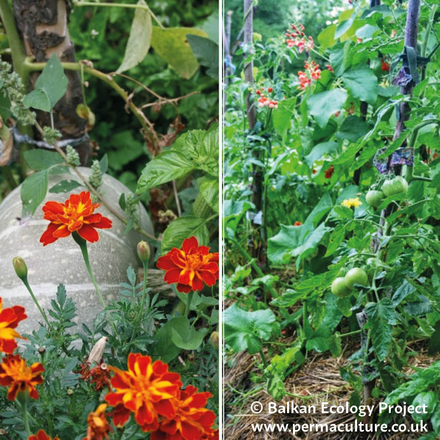 A Successful Herb and Annual Vegetable Guild