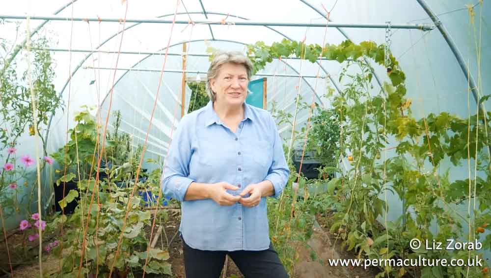 Seeds to Sow in October